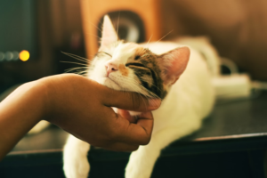 pat-a-pet-release-stress-how-to-overcome-stress